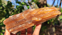 Natural Honey Aragonite Etched & Cobbed Pieces  x 6 From Southern Africa