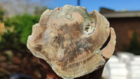 Polished Petrified Wood Branch Pieces x 2 From Gokwe, Zimbabwe