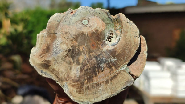 Polished Petrified Wood Branch Pieces x 2 From Gokwe, Zimbabwe