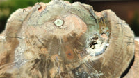 Polished Petrified Wood Branch Pieces x 2 From Gokwe, Zimbabwe