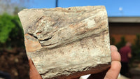 Polished Petrified Wood Branch Pieces x 2 From Gokwe, Zimbabwe