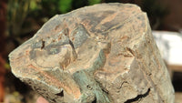 Polished Petrified Wood Branch Pieces x 2 From Gokwe, Zimbabwe