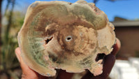 Polished Petrified Wood Branch Pieces x 2 From Gokwe, Zimbabwe