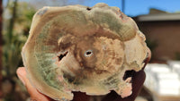 Polished Petrified Wood Branch Pieces x 2 From Gokwe, Zimbabwe