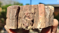 Polished Petrified Wood Branch Pieces x 2 From Gokwe, Zimbabwe