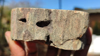 Polished Petrified Wood Branch Pieces x 2 From Gokwe, Zimbabwe