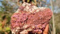 Natural Pink Salrose Cobaltion Dolomite Specimens  x 6 From Kakanda, Congo