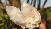 Natural White Cactus Flower Spirit Quartz Specimens x 12 From Boekenhouthoek, South Africa