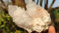 Natural White Cactus Flower Spirit Quartz Specimens x 12 From Boekenhouthoek, South Africa