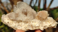 Natural White Cactus Flower Spirit Quartz Specimens x 12 From Boekenhouthoek, South Africa