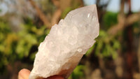 Natural White Cactus Flower Spirit Quartz Specimens x 12 From Boekenhouthoek, South Africa