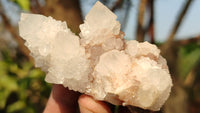 Natural White Cactus Flower Spirit Quartz Specimens x 12 From Boekenhouthoek, South Africa