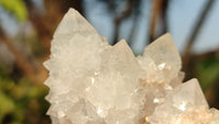 Natural White Cactus Flower Spirit Quartz Specimens x 12 From Boekenhouthoek, South Africa