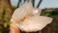 Natural White Cactus Flower Spirit Quartz Specimens x 12 From Boekenhouthoek, South Africa