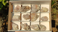 Natural White Cactus Flower Spirit Quartz Specimens x 12 From Boekenhouthoek, South Africa