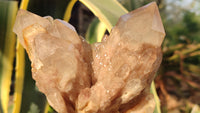 Natural Cascading Smokey Quartz Clusters x 3 From Luena, Congo