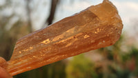 Natural Honey Aragonite Etched & Cobbed Pieces  x 35 From Namibia