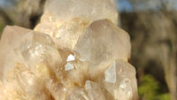 Natural Cascading Smokey Quartz Clusters x 2 From Congo