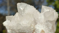 Natural Spirit Cactus Flower Quartz Clusters x 12 From Boekenhouthoek, South Africa