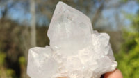 Natural Spirit Cactus Flower Quartz Clusters x 12 From Boekenhouthoek, South Africa