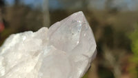 Natural Spirit Cactus Flower Quartz Clusters x 12 From Boekenhouthoek, South Africa