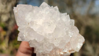 Natural Spirit Cactus Flower Quartz Clusters x 12 From Boekenhouthoek, South Africa