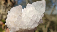 Natural Spirit Cactus Flower Quartz Clusters x 12 From Boekenhouthoek, South Africa