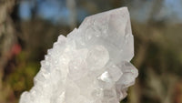 Natural Spirit Cactus Flower Quartz Clusters x 12 From Boekenhouthoek, South Africa