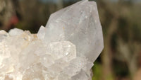 Natural Spirit Cactus Flower Quartz Clusters x 12 From Boekenhouthoek, South Africa