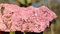 Natural Pink Salrose Cobaltion Dolomite Specimens x 6 From Kakanda, Congo