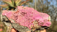 Natural Pink Salrose Cobaltion Dolomite Specimens x 6 From Kakanda, Congo