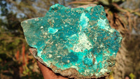 Natural Drusy Coated Chrysocolla Dolomite Specimens x 2 From Kakanda, Congo