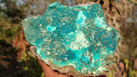 Natural Drusy Coated Chrysocolla Dolomite Specimens x 2 From Kakanda, Congo