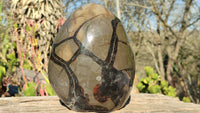 Polished Septerye Sauvage Dragons Egg Standing Free Form x 1 From Madagascar