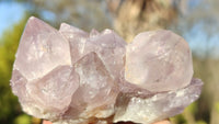 Natural Spirit Amethyst Quartz Clusters x 12 From Boekenhouthoek, South Africa