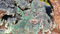 Natural Drusy Coated Ball Malachite On Dolomite Specimen x 1 From Likasi, Congo