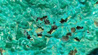 Natural Silica Chrysocolla On Dolomite Matrix Specimens x 2 From Congo