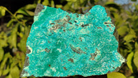 Natural Silica Chrysocolla On Dolomite Matrix Specimens x 2 From Congo