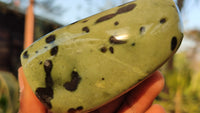 Polished Green Leopard Stone Free Forms  x 6 From Zimbabwe