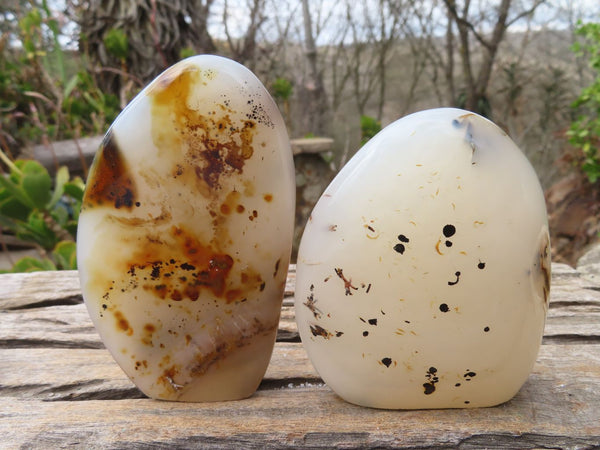 Polished Dendritic Agate Standing Free Forms  x 6 From Madagascar