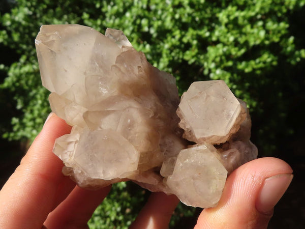 Natural Cascading White Phantom Quartz Clusters  x 6 From Luena, Congo - TopRock