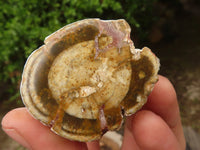 Polished Petrified Wood Branch Pieces  x 6 From Mahajanga, Madagascar - Toprock Gemstones and Minerals 