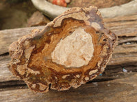 Polished Petrified Wood Branch Pieces  x 6 From Mahajanga, Madagascar - Toprock Gemstones and Minerals 