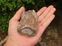 Polished Petrified Wood Branch Pieces  x 6 From Mahajanga, Madagascar - Toprock Gemstones and Minerals 