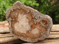 Polished Petrified Wood Branch Pieces  x 6 From Mahajanga, Madagascar - Toprock Gemstones and Minerals 