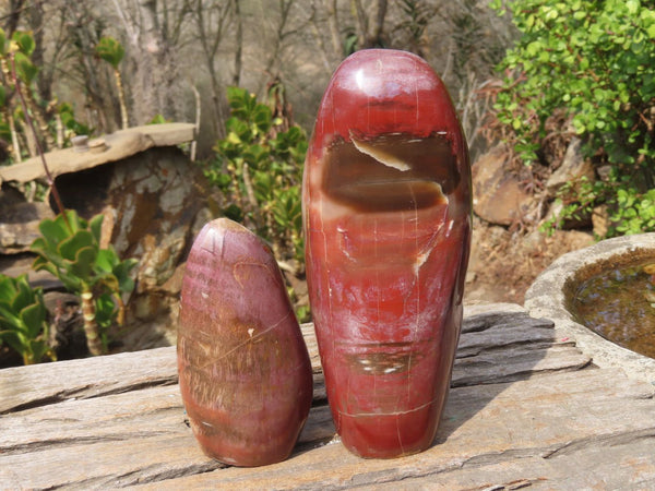 Polished Red Podocarpus Petrified Wood Standing Free Forms x 2 From Mahajanga, Madagascar