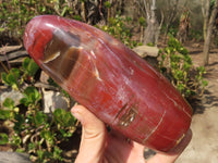 Polished Red Podocarpus Petrified Wood Standing Free Forms x 2 From Mahajanga, Madagascar