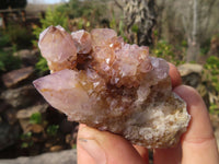 Natural Spirit Quartz Clusters x 12 From Boekenhouthoek, South Africa