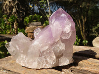 Natural Small Jacaranda Amethyst Specimens  x 12 From Mumbwa, Zambia - Toprock Gemstones and Minerals 