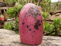 Polished Bright Pink Rhodonite Standing Free Forms x 2 From Madagascar